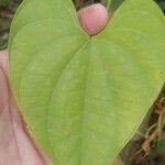 Dioscorea polygonoides পাতা