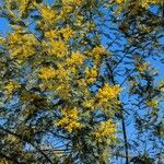 Acacia decurrens 花