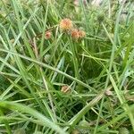 Cyperus hortensis Flower