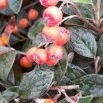 Cotoneaster franchetii ফল