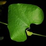 Aristolochia littoralis Leaf