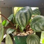 Peperomia argyreia Лист