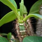 Euphorbia aureoviridiflora ഇല
