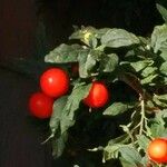 Solanum pseudocapsicum Φρούτο