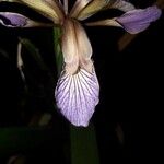 Iris foetidissimaBlomma