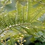 Acacia dealbata Blad