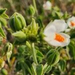 Hibiscus flavifolius Blüte