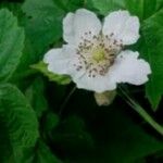 Rubus ulmifolius 花