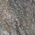 Ligustrum lucidum Bark