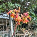 Cotyledon orbiculata Floare