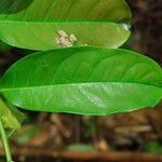 Dichostemma glaucescens Leaf