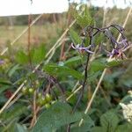 Solanum dulcamaraFiore