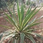 Furcraea selloana Fulla