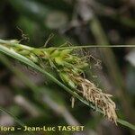 Carex distachya 花