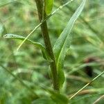 Senecio bigelovii Corteza