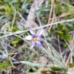 Sisyrinchium halophilum Blomst