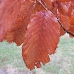 Fagus grandifolia Yaprak