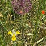 Allium nigrum Flower