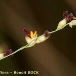 Panicum repens autre