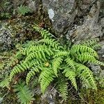 Asplenium foreziense Costuma