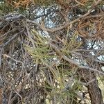 Pinus edulis Hoja