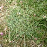 Armeria multiceps Hoja