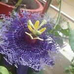 Passiflora cincinnata Цветок