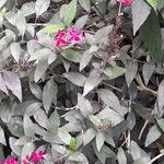 Pseuderanthemum laxiflorum অভ্যাস