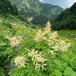 Aruncus dioicusЦвят