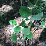 Viburnum cotinifolium