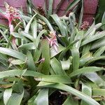 Aechmea aquilega Alkat (teljes növény)