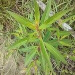 Ludwigia alternifolia Лист