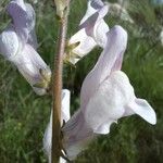 Antirrhinum litigiosum Floare