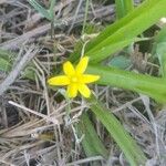 Hypoxis hirsuta Vrucht