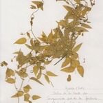 Asparagus asparagoides Habitus
