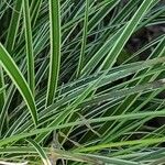 Carex conica Folha