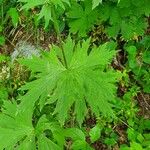 Aconitum septentrionale Blatt