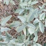 Salvia fruticosa Лист