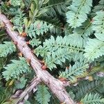 Sequoia sempervirens Corteza