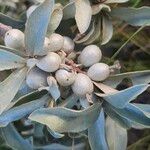 Elaeagnus commutata Fruit