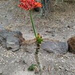 Jatropha podagrica Агульны выгляд