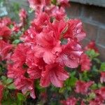 Rhododendron calendulaceum Kvet