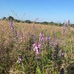 Stachys palustrisBlomst