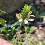 Tetramerium nervosum 花