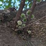 Ficus coronata Fruit