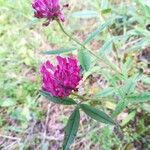 Trifolium alpestre Flor