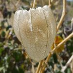 Physalis crassifolia Fruitua