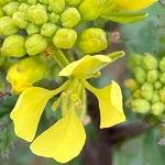 Brassica juncea 花