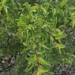 Rhamnus saxatilis Fuelha