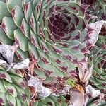 Sempervivum calcareum Leaf